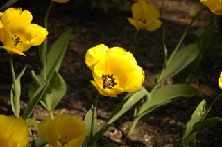 yellow_flower